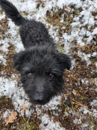 Wuschel Direktvermittlung 