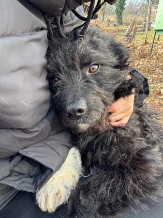 Wuschel Direktvermittlung 