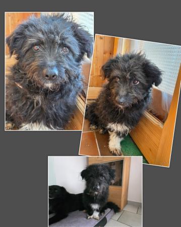 Wuschel Direktvermittlung 