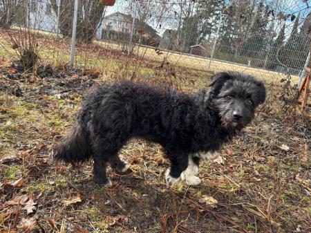 Wuschel Direktvermittlung 