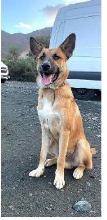 Pauli Direktvermittlung 