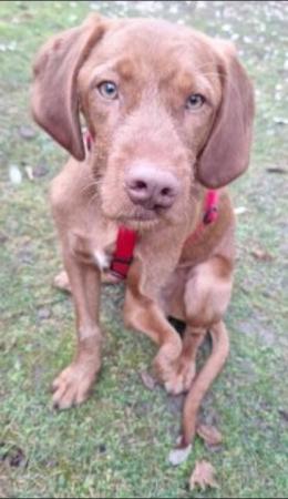 Gustav Direktvermittlung 