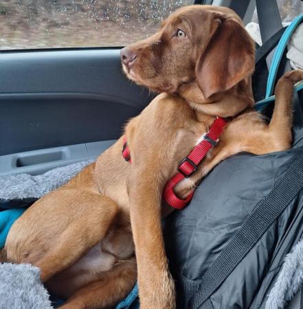 Gustav Direktvermittlung 