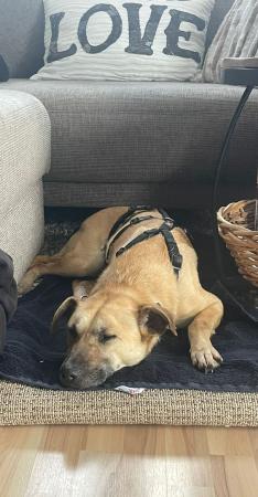 Mihaita Direktvermittlung 