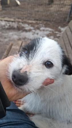 Struppi Direktvermittlung 