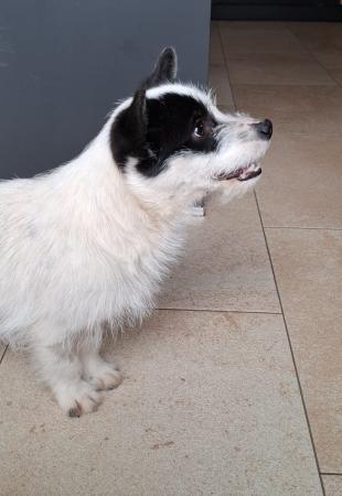 Struppi Direktvermittlung 