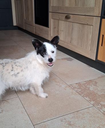 Struppi Direktvermittlung 