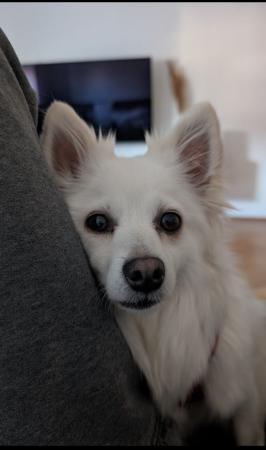 Stella Direktvermittlung 