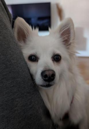 Stella Direktvermittlung 