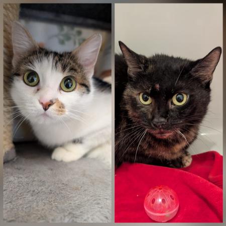 Blacky & Minka                   Wohnungshaltung möglich