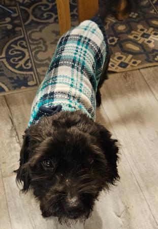 Fuzzy Direktvermittlung 