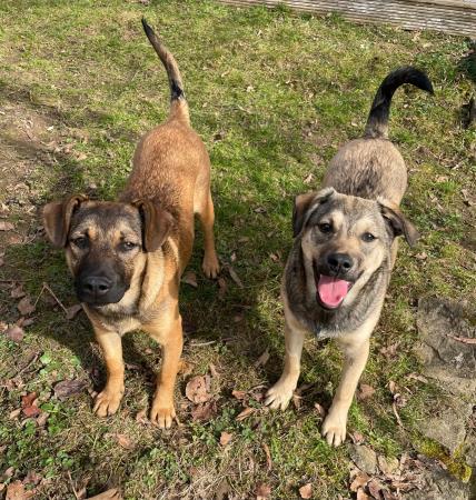 Luise und Lucy Direktvermittlung