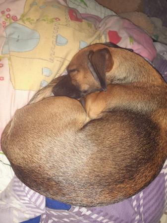 Luise und Lucy Direktvermittlung