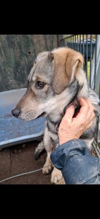 Bitsy Direktvermittlung 