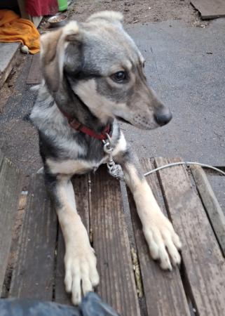 Bitsy Direktvermittlung 