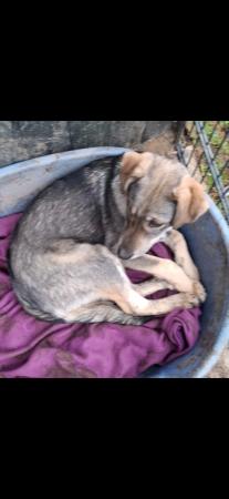 Bitsy Direktvermittlung 