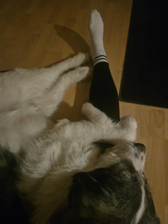 Bubi Direktvermittlung 