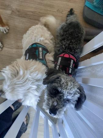 Pufi Direktvermittlung 