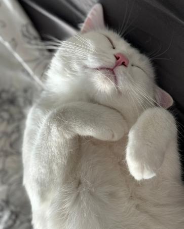 Nieve und Enzo Direktvermittlung 