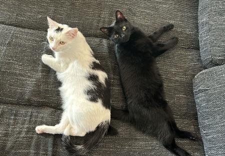 Nieve und Enzo Direktvermittlung 