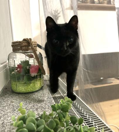 Nieve und Enzo Direktvermittlung 