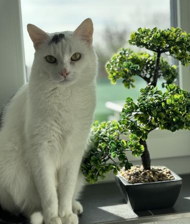 Nieve und Enzo Direktvermittlung 