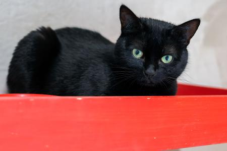 Schwarzi                Wohnungshaltung möglich