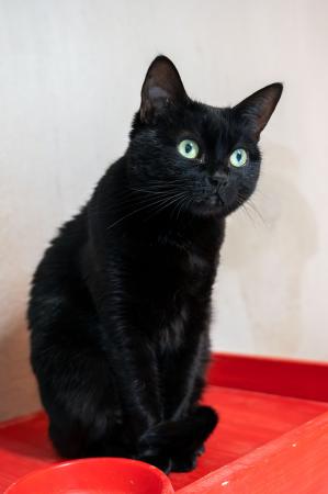 Schwarzi                Wohnungshaltung möglich