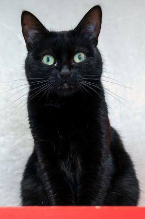 Schwarzi                Wohnungshaltung möglich