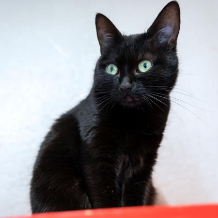 Schwarzi                Wohnungshaltung möglich