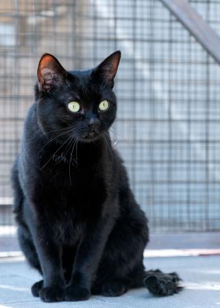 Schwarzi                Wohnungshaltung möglich