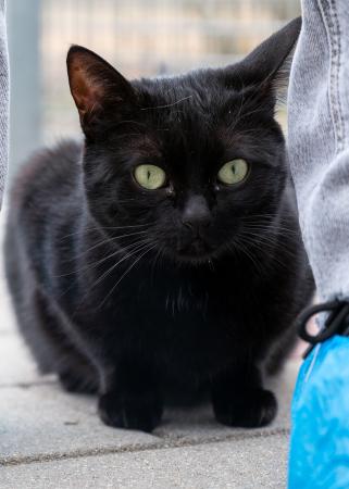 Schwarzi                Wohnungshaltung möglich