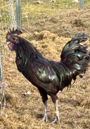 Hahn Direktvermittlung 