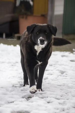 3 Hunde suchen nach Todesfall neues Zuhause