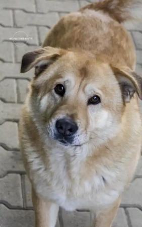 3 Hunde suchen nach Todesfall neues Zuhause