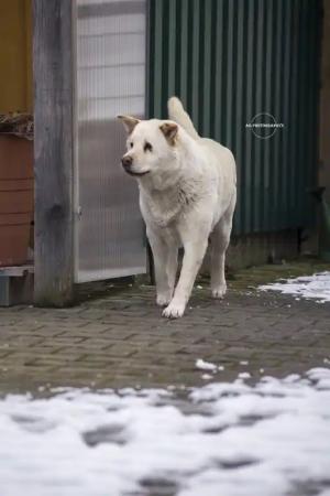3 Hunde suchen nach Todesfall neues Zuhause
