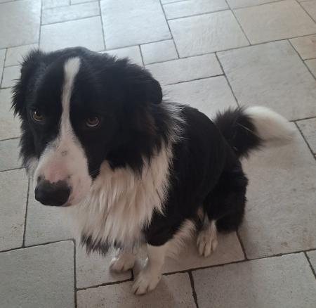 Skipper Direktvermittlung 