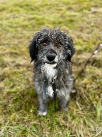 Carlitos Direktvermittlung 