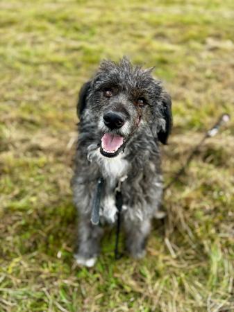 Carlitos Direktvermittlung 