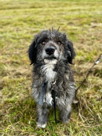 Carlitos Direktvermittlung 