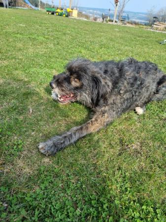 Carlitos Direktvermittlung 