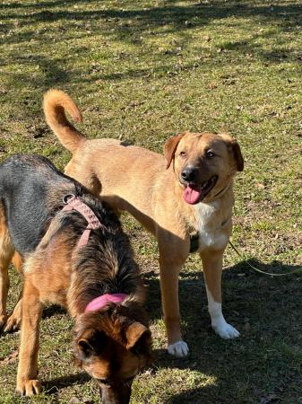 Toby Direktvermittlung 