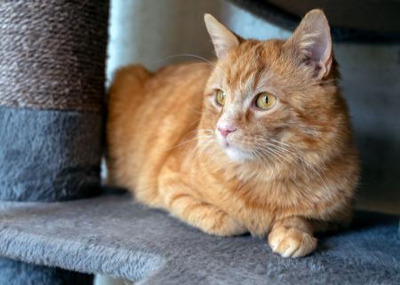 Tyson