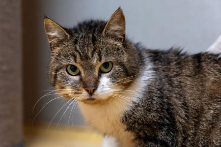 Aaron  -Notfall-  FIV positiv