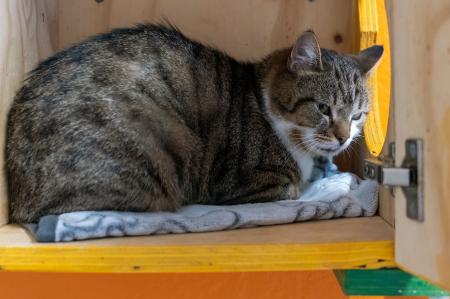 Aaron  -Notfall-  FIV positiv