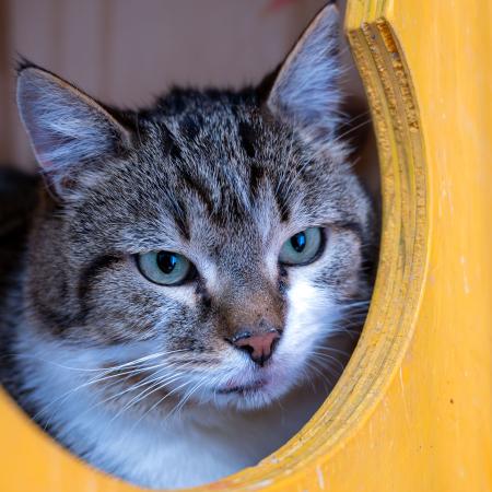 Aaron  -Notfall-  FIV positiv