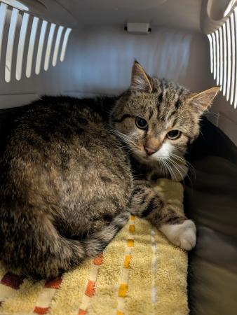 Aaron   Notfall  FIV positiv