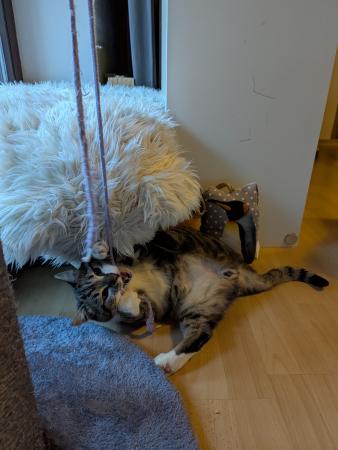 Aaron   Notfall  FIV positiv