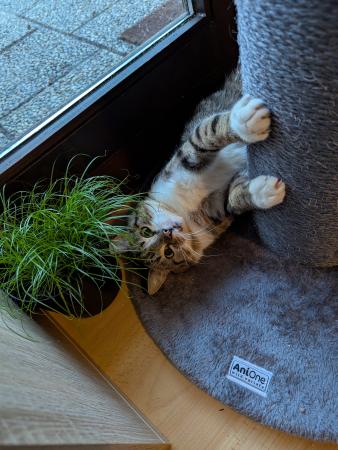 Aaron   Notfall  FIV positiv