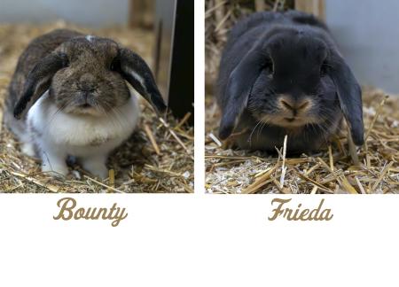 Bounty & Frieda